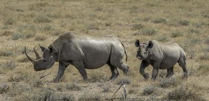 un' madre rinoceronte e suo vitello nel namibia. foto