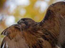 un' coda rossa falco assunzione via a partire dal suo pertica. foto