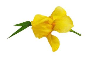 3917 giallo fiore isolato su un' trasparente sfondo foto