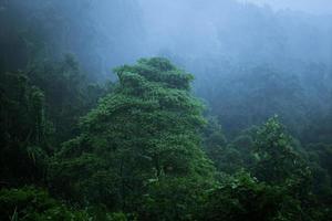 mattina Visualizza nel il foresta foto