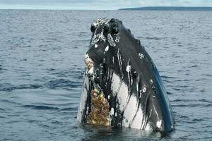 gobba balena nel tonga, polinesia Paradiso foto
