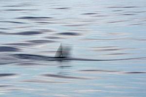 mossa fantasma effetto su a strisce delfino saltare nel a tramonto foto