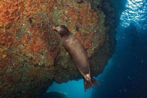 cucciolo mare Leone subacqueo guardare a voi foto