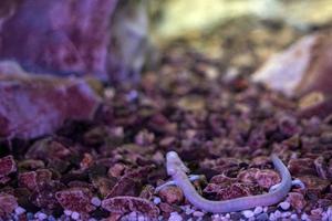 proteo cieco preistorico rosa salamandra nel grotta acqua foto