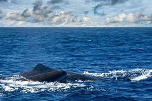 sperma balena nel atlantico oceano foto