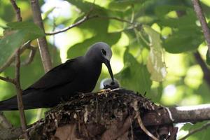 Marrone noddy uccello cugino isola Seychelles foto
