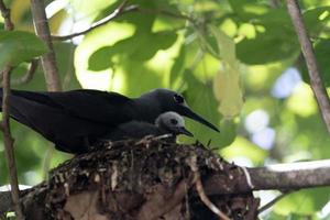 Marrone noddy uccello cugino isola Seychelles foto