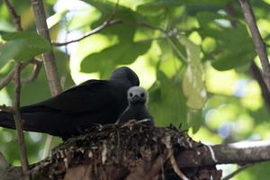 Marrone noddy uccello cugino isola Seychelles foto