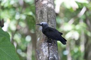 Marrone noddy uccello cugino isola Seychelles foto