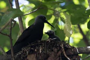 Marrone noddy uccello cugino isola Seychelles foto