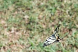 ingoiare coda farfalla macaone vicino su ritratto foto