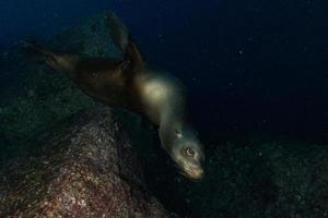 mare Leone foca subacqueo mentre immersione galapagos foto