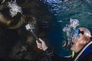 mare Leone foca subacqueo mentre immersione galapagos foto