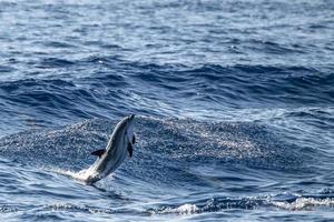 bambino neonato delfino mentre salto nel il mare a tramonto foto