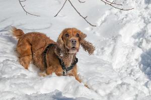 cucciolo cane mentre giocando su il neve foto