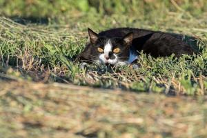 bianca e nero gatto pronto per attacco giallo occhi foto