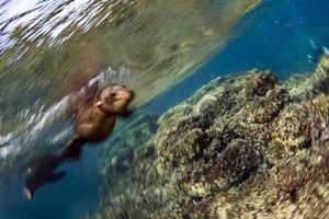 cucciolo mare Leone subacqueo guardare a voi foto