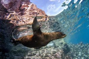 cucciolo mare Leone subacqueo guardare a voi foto