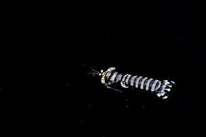 bianca aragosta mentre a caccia su nero mare a notte foto