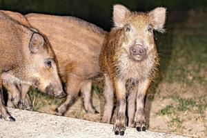 neonato cucciolo giovane selvaggio cinghiale mangiare pane a notte foto