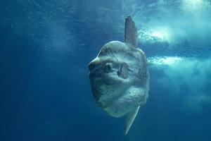 sunfish mola mola subacqueo foto