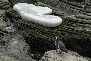 magellanico pinguin vicino su ritratto foto