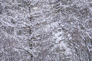 neve escursioni a piedi foresta panorama paesaggio montagne di Santa caterina valfurva italiano Alpi nel inverno foto