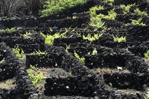 pico isola azzorre vigneto vino uva protetta di lava pietra aereo Visualizza foto