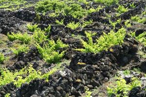 pico isola azzorre vigneto vino uva protetta di lava pietra aereo Visualizza foto