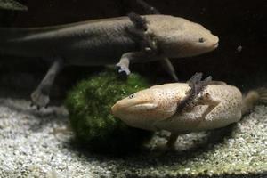 Axolotl subacqueo mangiare larva artemia foto