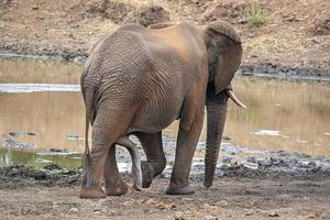 maschio eretto pene elefante nel kruger parco Sud Africa foto