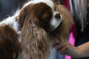 chevalier re cane vicino su essere pettinato foto