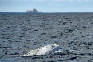 risso delfino grampus nel atlantico oceano foto
