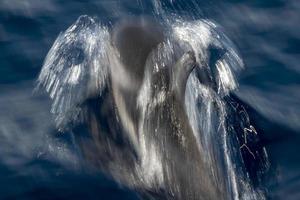 mossa effetto su delfino mentre salto nel il in profondità blu mare foto