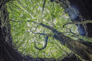 albero dentro pico isola gruta Das torres lava tunnel foto