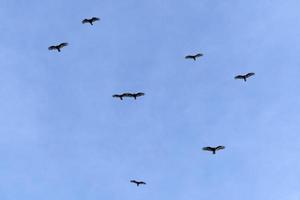 zopilota avvoltoio poiana uccello volante nel baja California foto