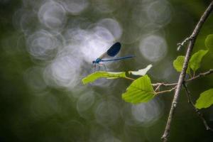 blu libellula macro su bolla bokeh foto