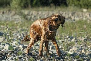 contento cucciolo cane cocker spaniel nel il fiume foto