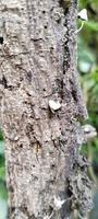 albero tronco con funghi foto