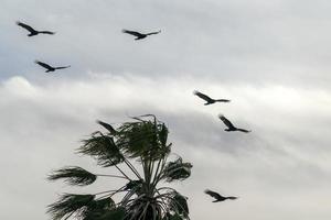 zopilota avvoltoio poiana uccello volante nel baja California foto