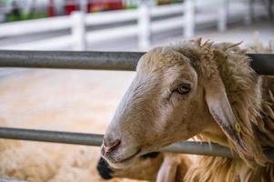 vicino su carino bianca pecora viso guardare a il telecamera nel il azienda agricola a Tailandia foto