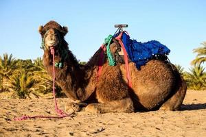 cammello seduta nel il sabbia foto