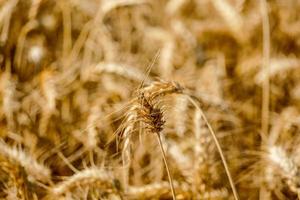 grano da vicino foto