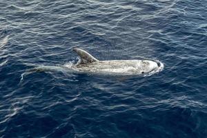 risso delfino grampus nel mediterraneo foto