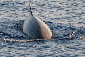 raro Oca becco balena delfino ziphius cavirostri foto