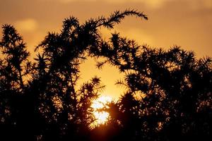 vendicari soluzione salina uccello Riserva a tramonto foto