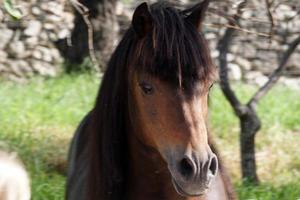 Marrone pony cavallo e giovane bionda ragazza foto