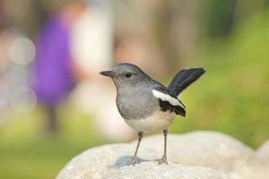 femmina orientale gazza robin in piedi sulla roccia foto