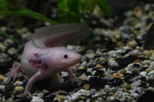 Axolotl subacqueo vicino su foto