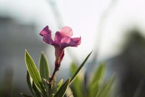 fiore di oleandro al mattino foto